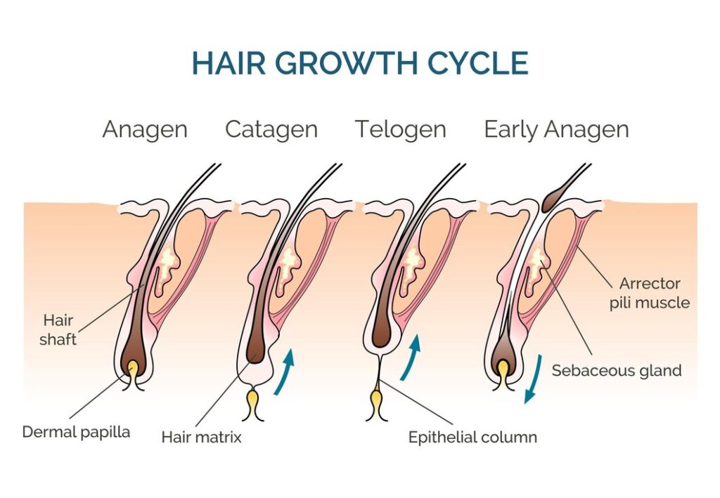 Schema della crescita dei capelli.